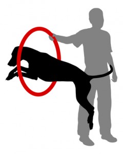 Dog training